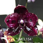 Phal. Mituo Reflex DD ‘Blueberry Jam’ (MCL154)
