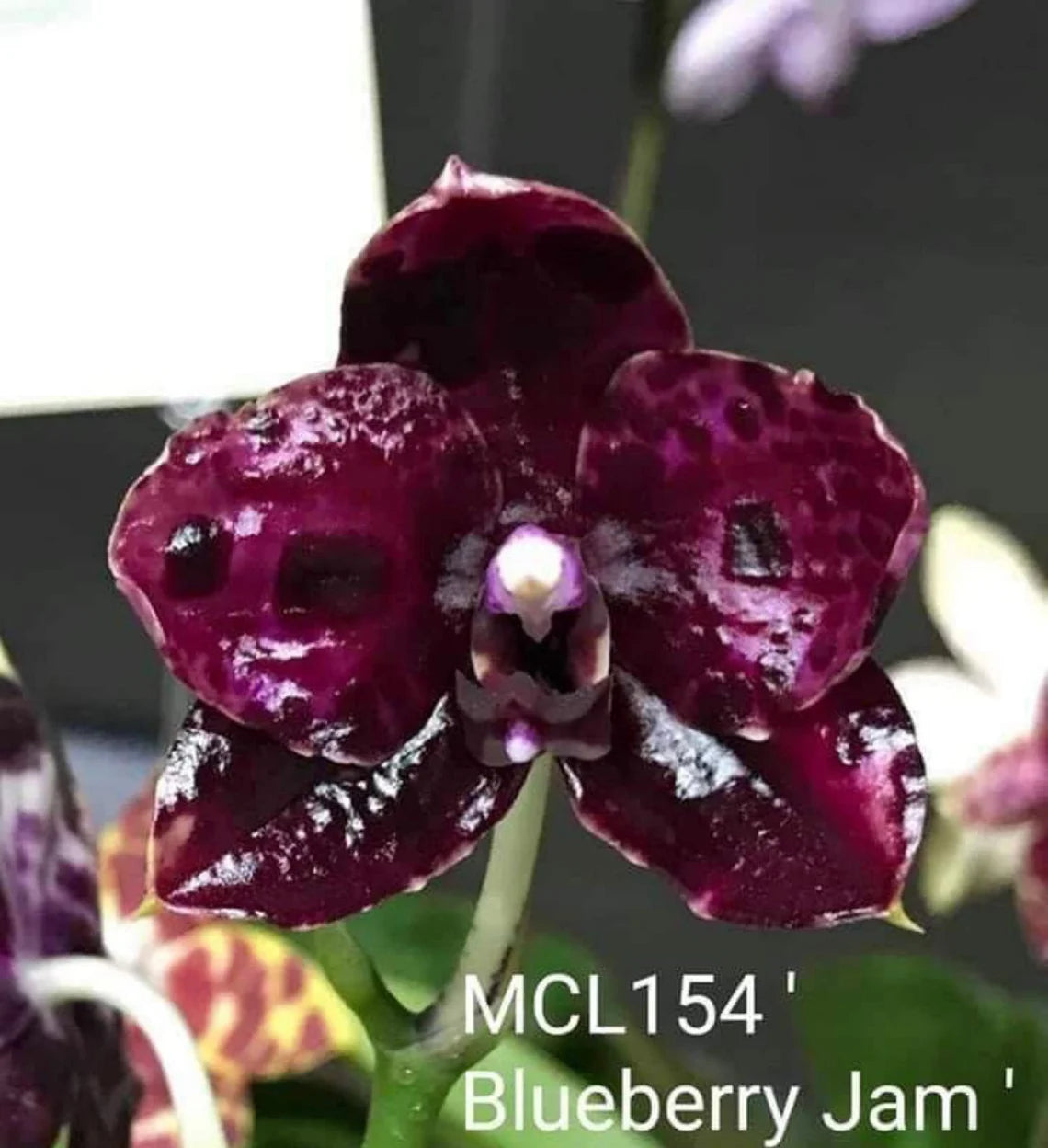 Phal. Mituo Reflex DD ‘Blueberry Jam’ (MCL154)