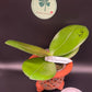 Phal. Mituo Reflex DD ‘Blueberry Jam’ (MCL154)