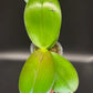 Phal. Mituo Reflex DD ‘Blueberry Jam’ (MCL154)
