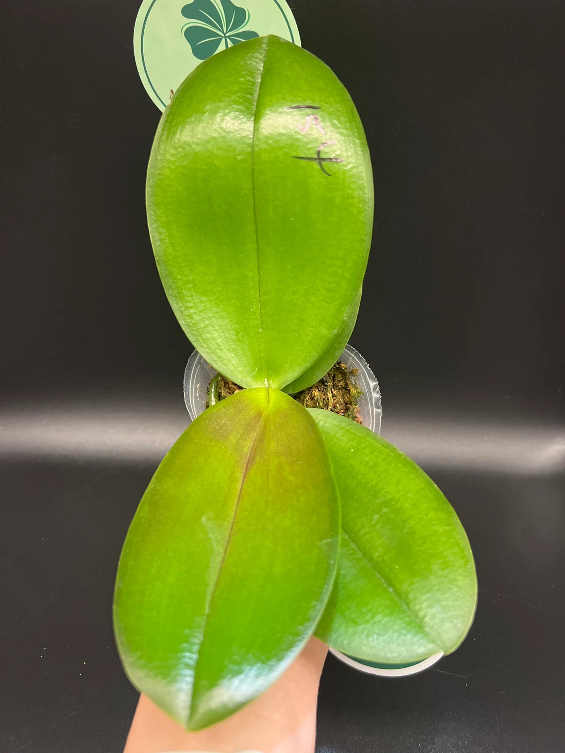 Phal. Mituo Reflex DD ‘Blueberry Jam’ (MCL154)