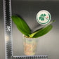 Phal. Mituo Reflex DD ‘Blueberry Jam’ (MCL154)