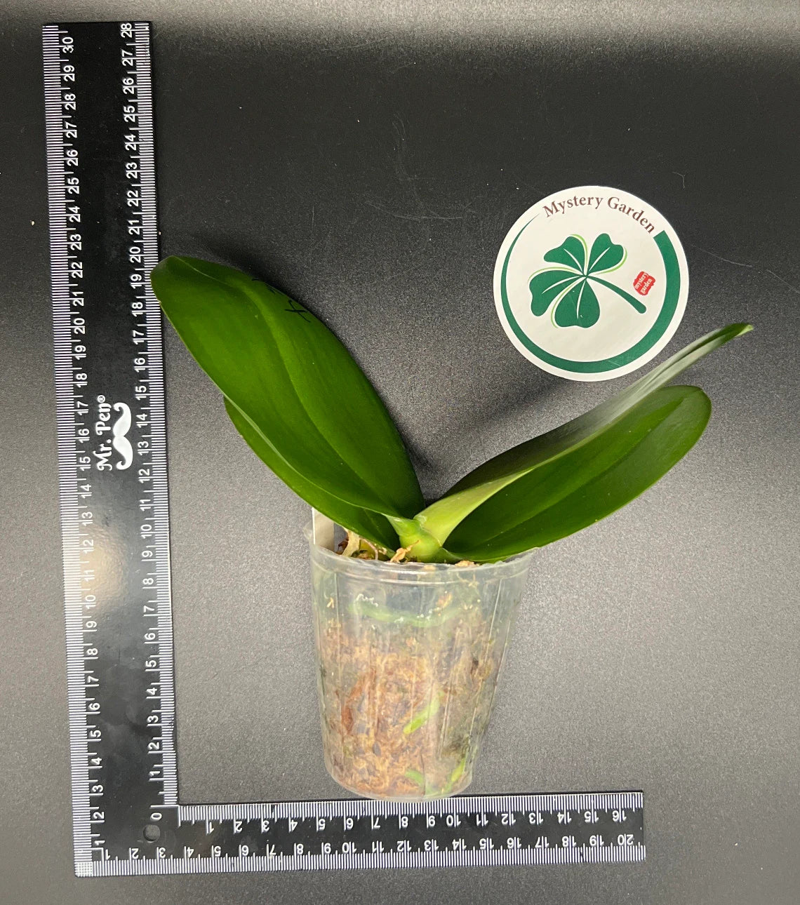 Phal. Mituo Reflex DD ‘Blueberry Jam’ (MCL154)