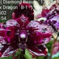 Phal. Mituo Reflex DD ‘Blueberry Jam’ (MCL154)