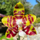 Very fragrant and in spike! Phalaenopsis Mituo Mibs Passion ‘Mituo #2’ (MO750)