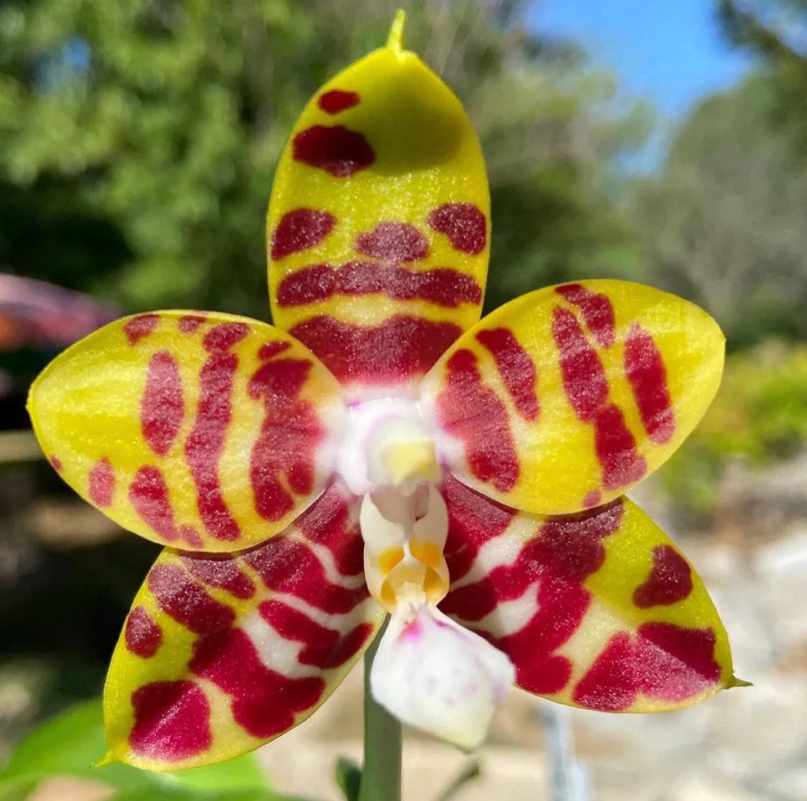 Very fragrant and in spike! Phalaenopsis Mituo Mibs Passion ‘Mituo #2’ (MO750)