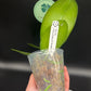 Phal. Mituo Reflex DD ‘Blueberry Jam’ (MCL154)
