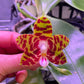 Very fragrant and in spike! Phalaenopsis Mituo Mibs Passion ‘Mituo #2’ (MO750)