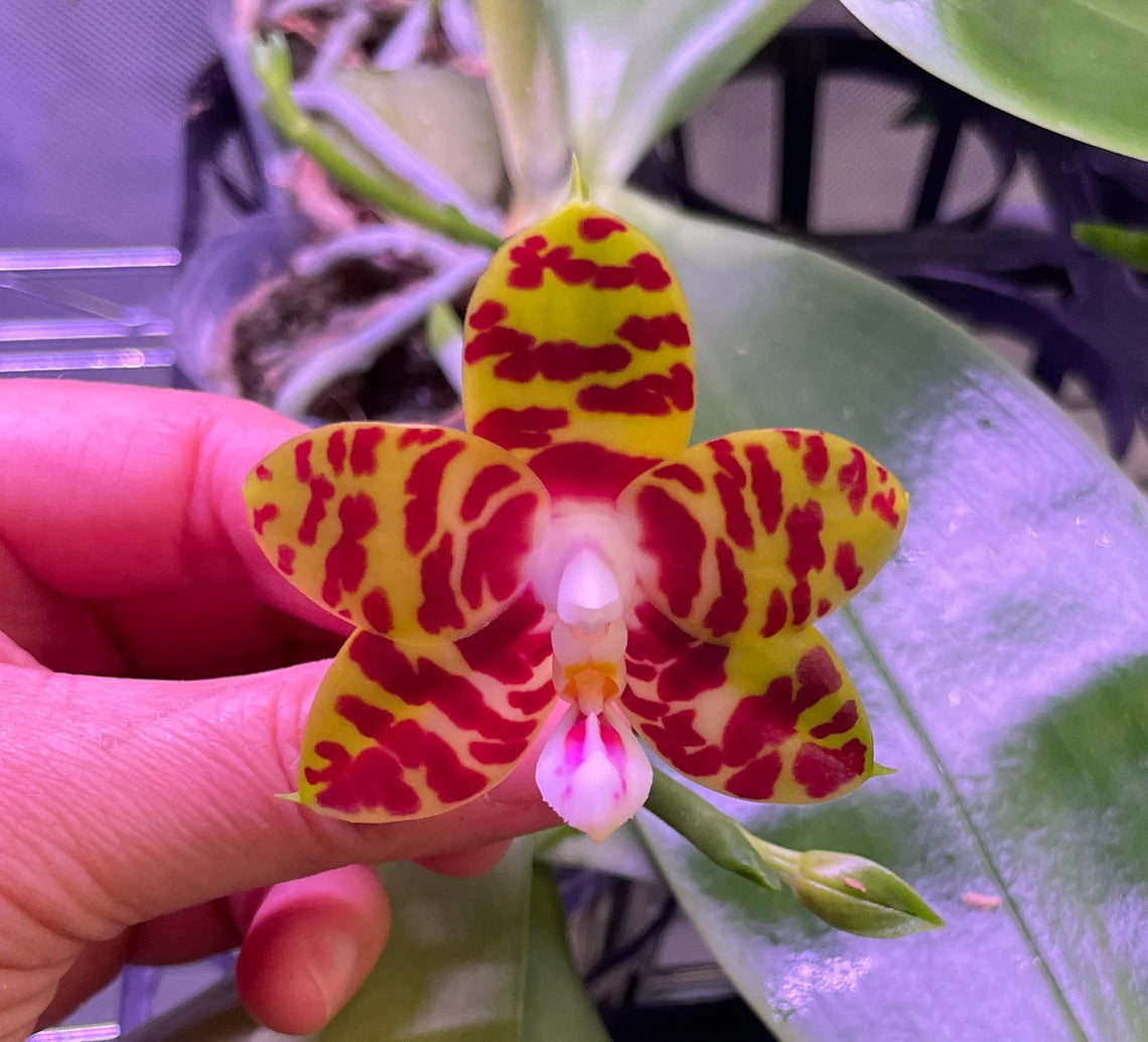 Very fragrant and in spike! Phalaenopsis Mituo Mibs Passion ‘Mituo #2’ (MO750)