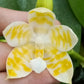 Very rare! Phal. KS Super Zebra 'Golden Zebra' (KSM-138) - lemon fragrance