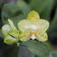 Very rare in 3.5’ pot! Phal. Mituo Golden Tiger 'White Tiger' AM/AOS - fragrant