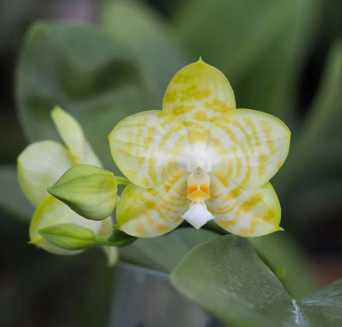 Very rare in 3.5’ pot! Phal. Mituo Golden Tiger 'White Tiger' AM/AOS - fragrant