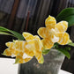 Very rare! Phal. KS Super Zebra 'Golden Zebra' (KSM-138) - lemon fragrance