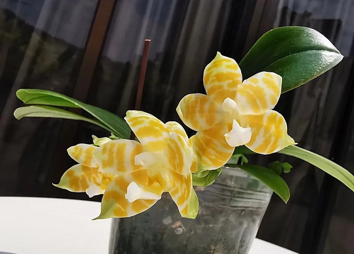 Very rare! Phal. KS Super Zebra 'Golden Zebra' (KSM-138) - lemon fragrance