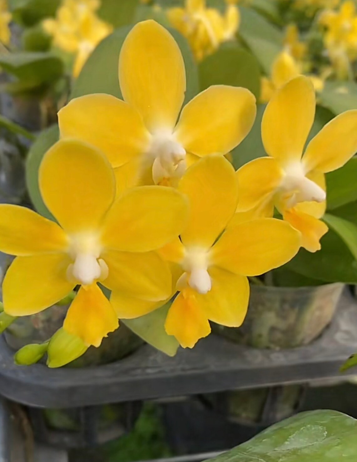 Very Fragrant! Phal. I-Hsin Golden Tangerine Ice