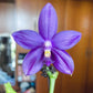 Very special! Phalaenopsis Blue Jennifer Palermo — unique flower color patterns, random petal color in blue/purple or white
