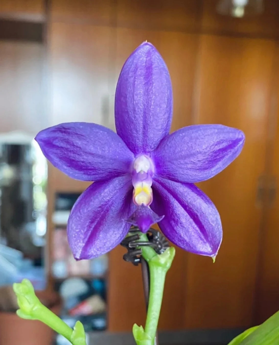 Very special! Phalaenopsis Blue Jennifer Palermo — unique flower color patterns, random petal color in blue/purple or white