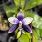 Very special! Phalaenopsis Blue Jennifer Palermo — unique flower color patterns, random petal color in blue/purple or white