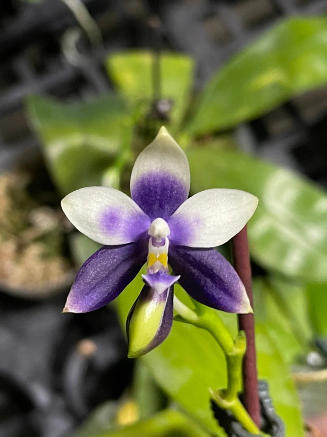 Very special! Phalaenopsis Blue Jennifer Palermo — unique flower color patterns, random petal color in blue/purple or white