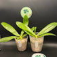 Very special! Phalaenopsis Blue Jennifer Palermo — unique flower color patterns, random petal color in blue/purple or white