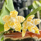 Very rare! Phal. KS Super Zebra 'Golden Zebra' (KSM-138) - lemon fragrance