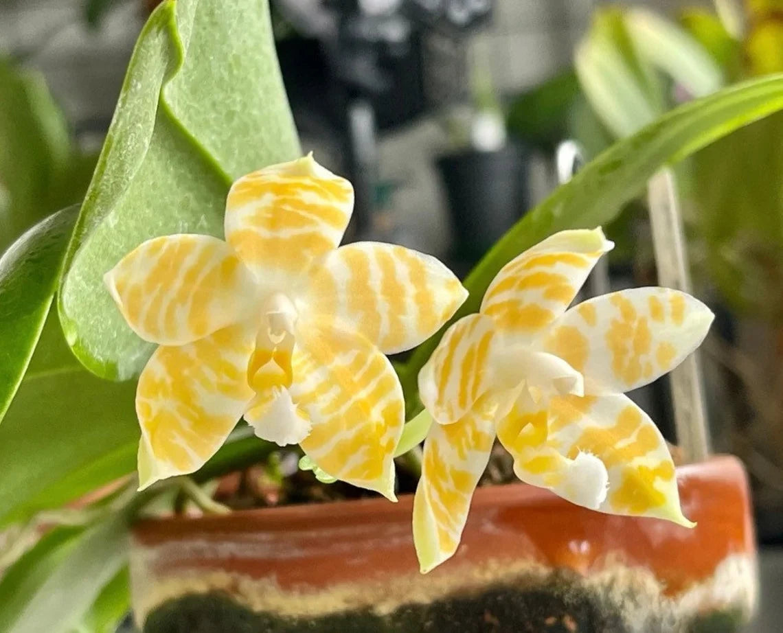 Very rare! Phal. KS Super Zebra 'Golden Zebra' (KSM-138) - lemon fragrance