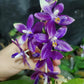 Very special! Phalaenopsis Blue Jennifer Palermo — unique flower color patterns, random petal color in blue/purple or white