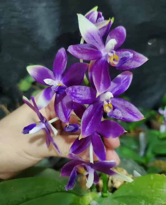 Very special! Phalaenopsis Blue Jennifer Palermo — unique flower color patterns, random petal color in blue/purple or white