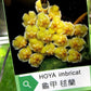 Rare! Hoya imbricata (Thailand) (HOY56)