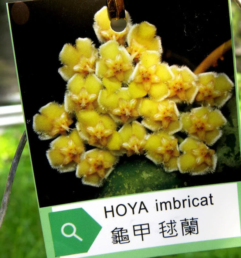 Rare! Hoya imbricata (Thailand) (HOY56)