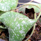 Rare! Hoya imbricata (Thailand) (HOY56)