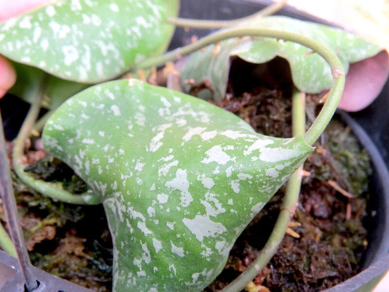 Rare! Hoya imbricata (Thailand) (HOY56)