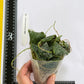 Rare! Hoya imbricata (Thailand) (HOY56)