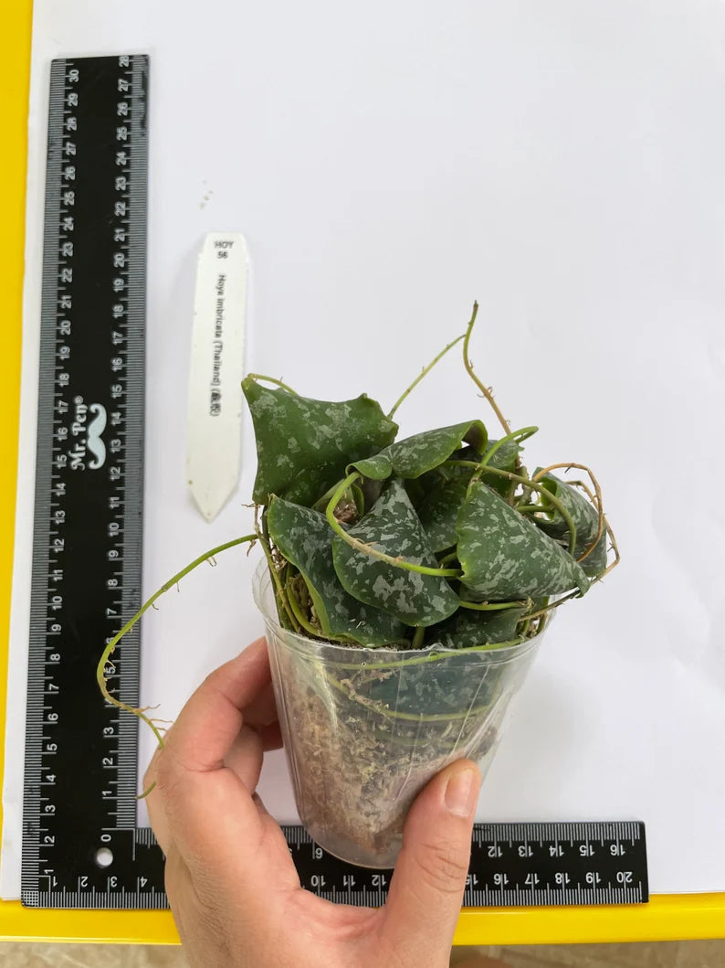 Rare! Hoya imbricata (Thailand) (HOY56)