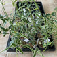 Big cutting! Hoya bella albo marginata (variegata) (HOY01A)