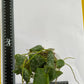 Rare! Hoya imbricata (Thailand) (HOY56)