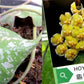 Rare! Hoya imbricata (Thailand) (HOY56)