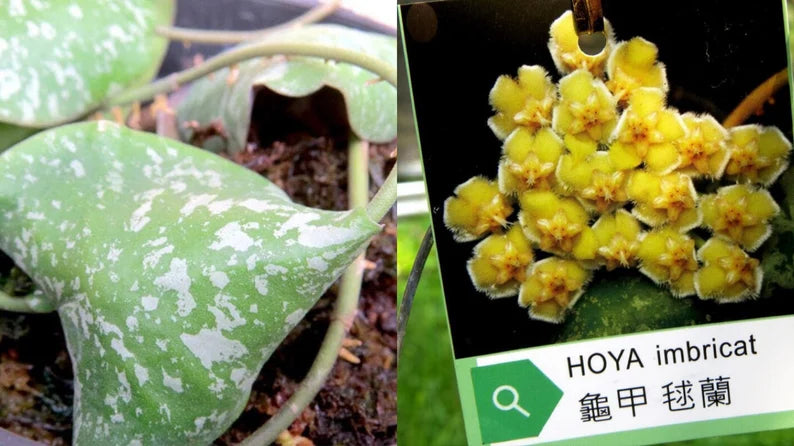 Rare! Hoya imbricata (Thailand) (HOY56)