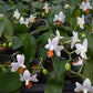 Phalaenopsis Mini Mark ‘Holm’-flowering size and fragrant