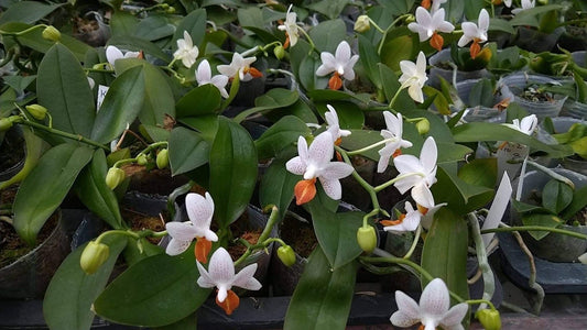 Phalaenopsis Mini Mark ‘Holm’-flowering size and fragrant