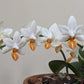 Phalaenopsis Mini Mark ‘Holm’-flowering size and fragrant
