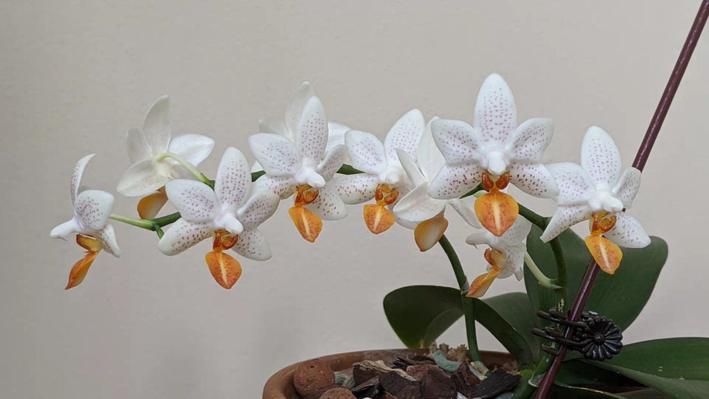 Phalaenopsis Mini Mark ‘Holm’-flowering size and fragrant