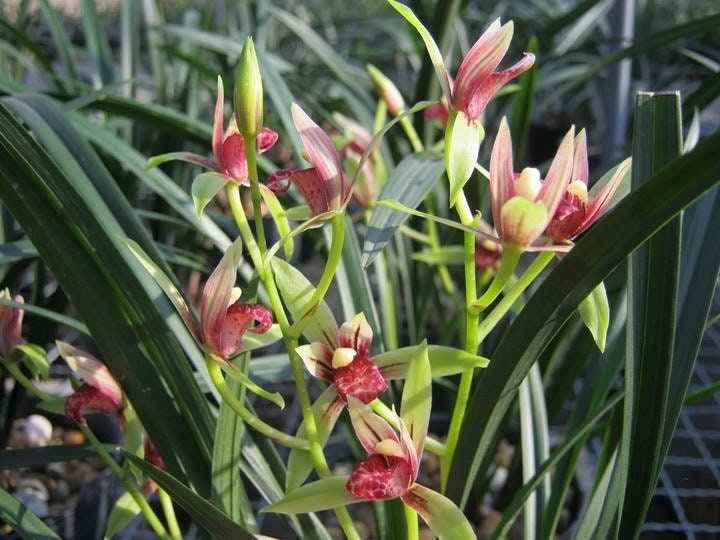 Beginner friendly! Cymbidium ensifolium “Yi Hong Shuang Jiao (Xiao Guo Hun)” 建兰/四季兰 ‘逸虹双娇 (小国魂)’, very fragrant