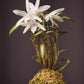 Den. Moniliforme 'Benikida' (紅木田)