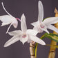 Den. Moniliforme 'Benikomachi' (紅小町), mini orchid