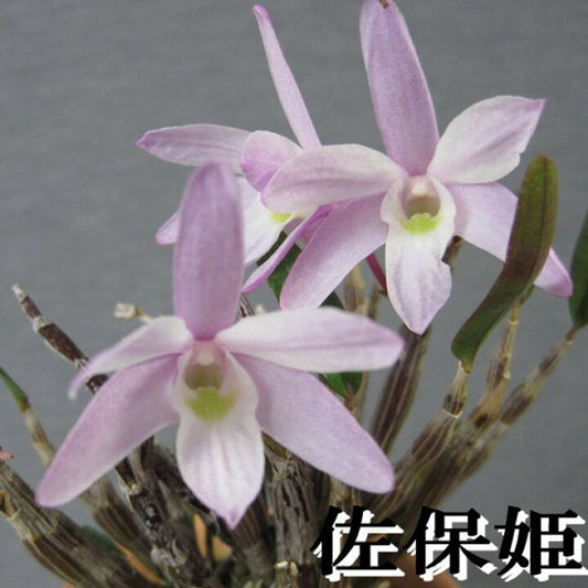 Den. moniliforme ‘Sahohime’ (佐保姫) -pink flower