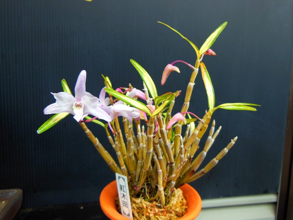 Den. Moniliforme 'Benikida' (紅木田)