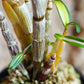 Den. Moniliforme 'Benikomachi' (紅小町), mini orchid
