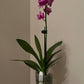 Phal. Yaphon Apairof Moustaches '644', fragrant