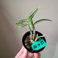Den. Moniliforme 'Benikida' (紅木田)